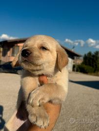 Labrador