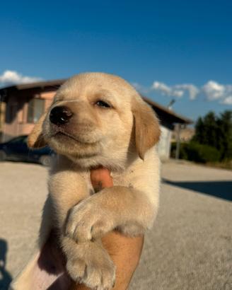 Labrador