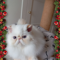 Cuccioli persiani ed exotic colopint