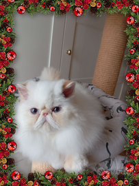 Cuccioli persiani ed exotic colopint