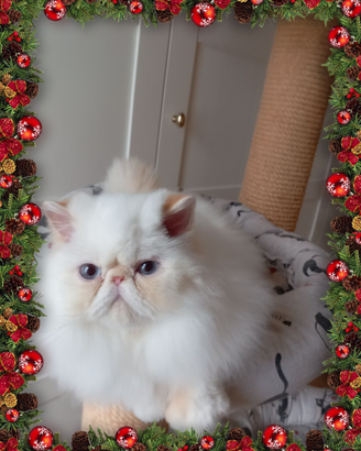 Cuccioli persiani ed exotic colopint