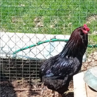 Gallo olive egger un anno