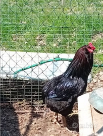 Gallo olive egger un anno