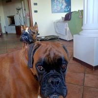 Boxer tigrato con pedigree