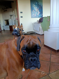 Boxer tigrato con pedigree