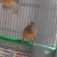 Ibridi cardinalino del venezuela x canarina 2025