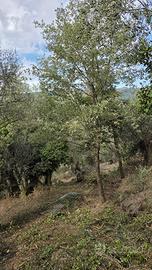 Terreno agricolo con uliveto
