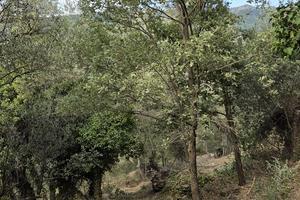 Terreno agricolo con uliveto