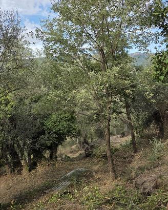 Terreno agricolo con uliveto