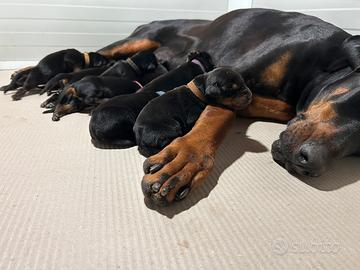 Dobermann