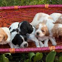 Cuccioli di Breton con pedigree