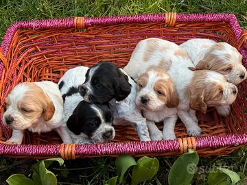 Cuccioli di Breton con pedigree
