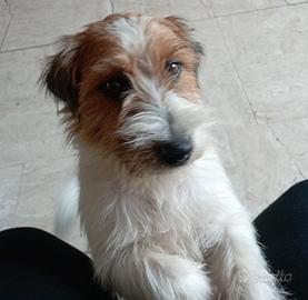 Jack Russell