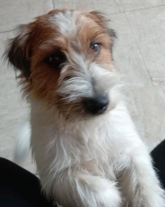Jack Russell