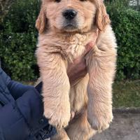 Golden Retriever cuccioli americani 90%