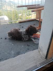 Cucciolo di Lagotto