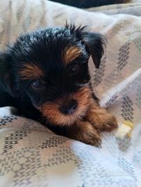 Ultimo cucciolo di Yorkshire