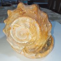 Conchiglia di mare lung 15 cm larg 11 cm alt 10 cm