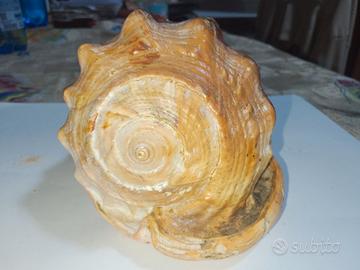 Conchiglia di mare lung 15 cm larg 11 cm alt 10 cm