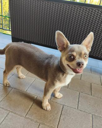 Chihuahua Lilac per monta