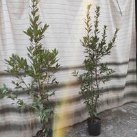 Alloro/Laurus nobilis in vaso