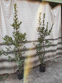 Alloro/Laurus nobilis in vaso