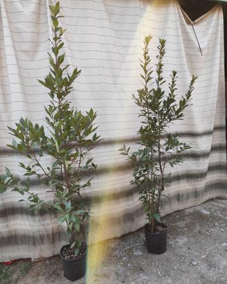 Alloro/Laurus nobilis in vaso