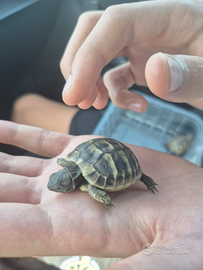 Tartarughe hermanny cites