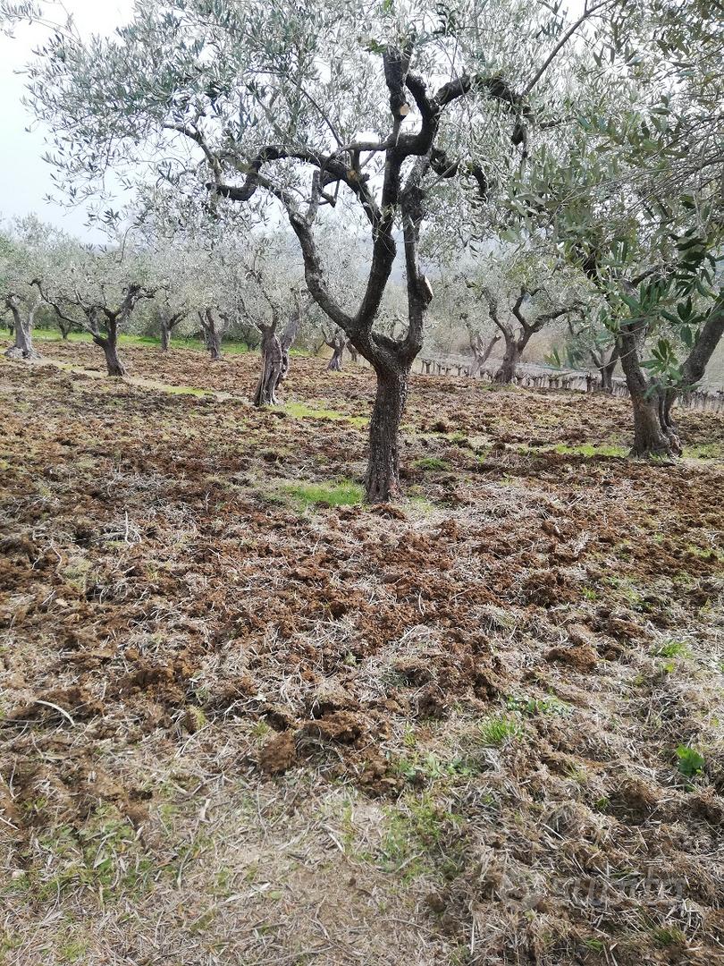 Terreno coltivato a uliveto - Vista 4