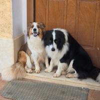 Cuccioli di Border collie