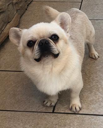 Chihuahua maschietto