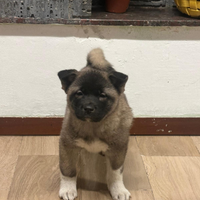 Cuccioli di Akita americano