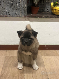 Cuccioli di Akita americano