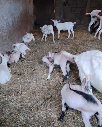 Capretti maschi e femmine novelli
