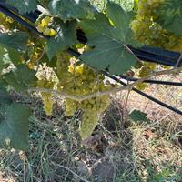 Uva  asprinio e falangina