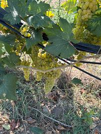 Uva  asprinio e falangina