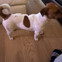 Maschio jack Russel per monta con pedegree