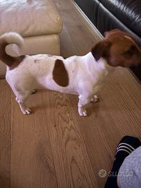 Maschio jack Russel per monta con pedegree