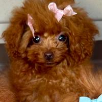 ?barboncina teacup 5 mesi ?