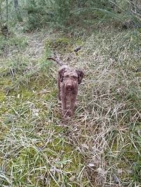 Lagotto Romagnolo