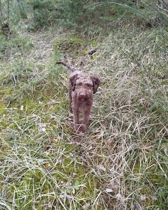 Lagotto Romagnolo