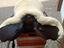 Immagine 2