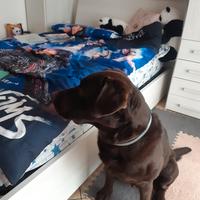 Amorevole cucciolone