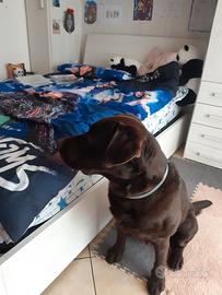 Amorevole cucciolone