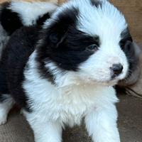 Cuccioli Border collie