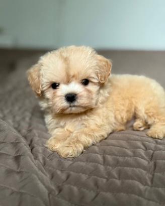 Maltipoo toy