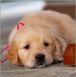Golden retriever di alta genealogia