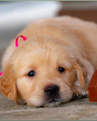 Golden retriever di alta genealogia