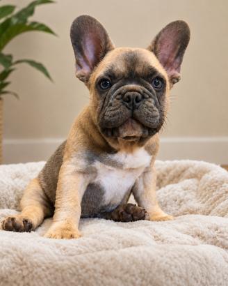 Bulldog francese