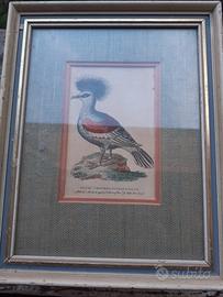 Incisione su rame 1799